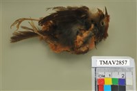 藏品(山紅頭)的圖片